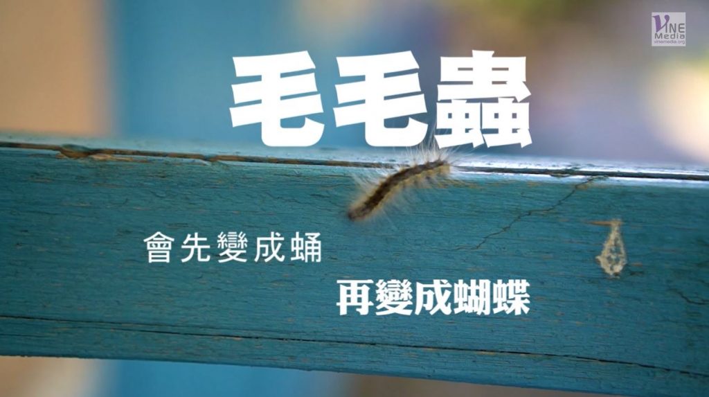 #108 毛毛蟲會先變成蛹…