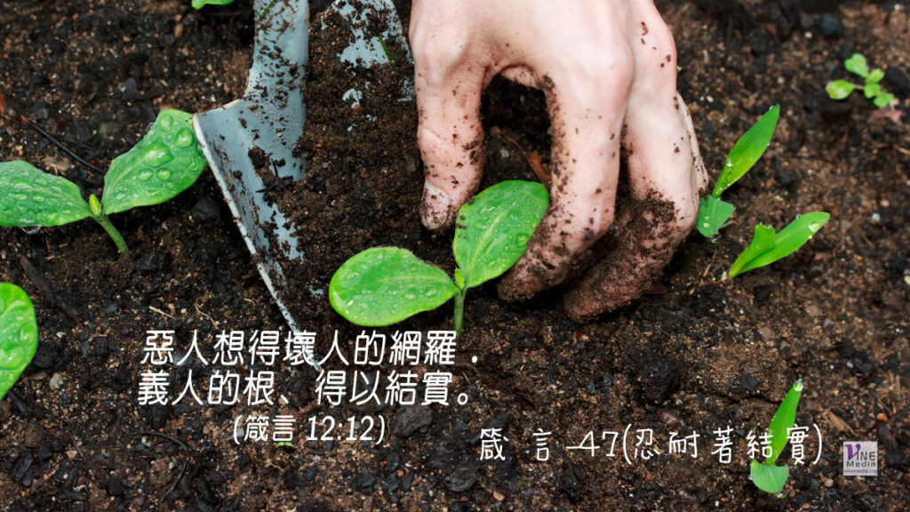 #324 十一月十九日──箴言-47(忍耐著結實)-第12章12-13節