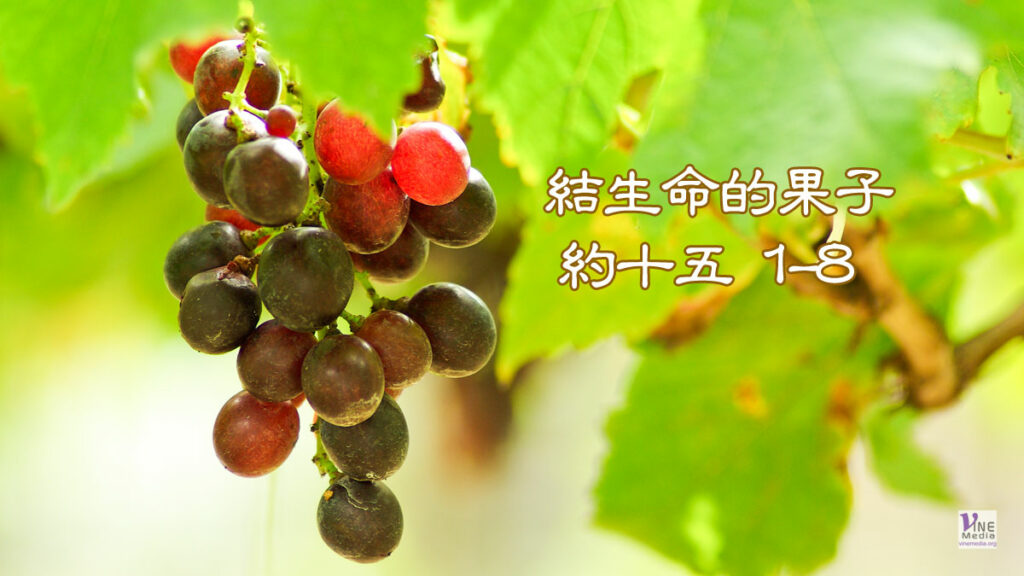 （信息）結生命的果子