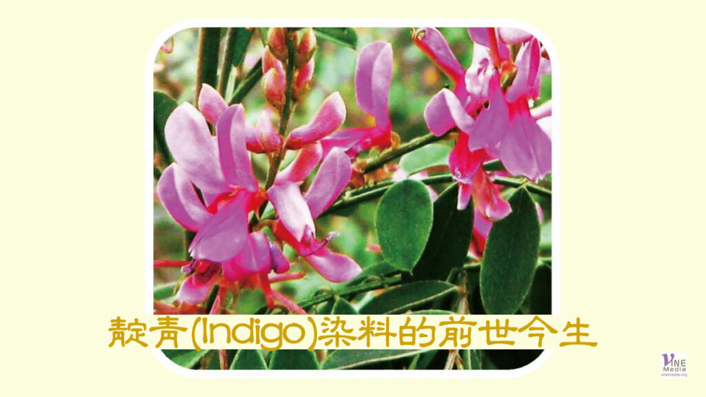 （奇妙的創造）靛青(Indigo)染料的前世今生