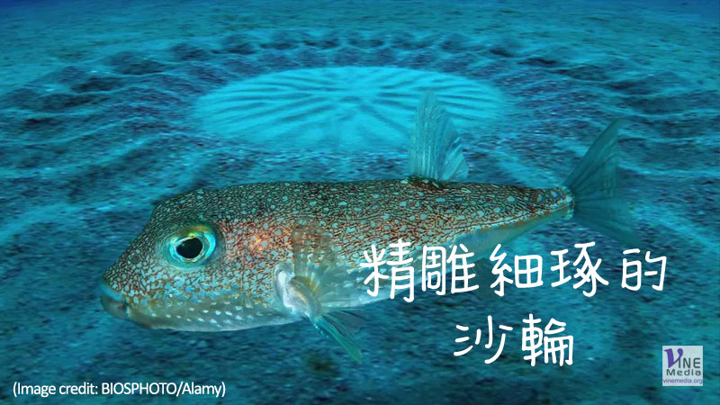 （奇妙的創造）精雕細琢的沙輪