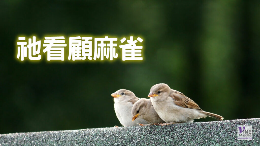 （分享）祂看顧麻雀
