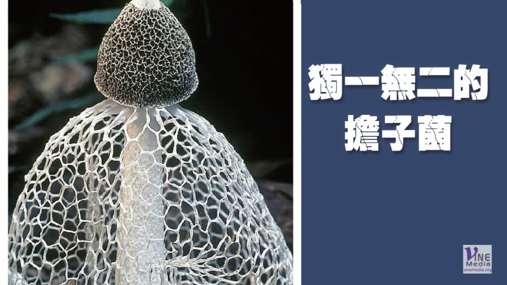（奇妙的創造）獨一無二的担子菌