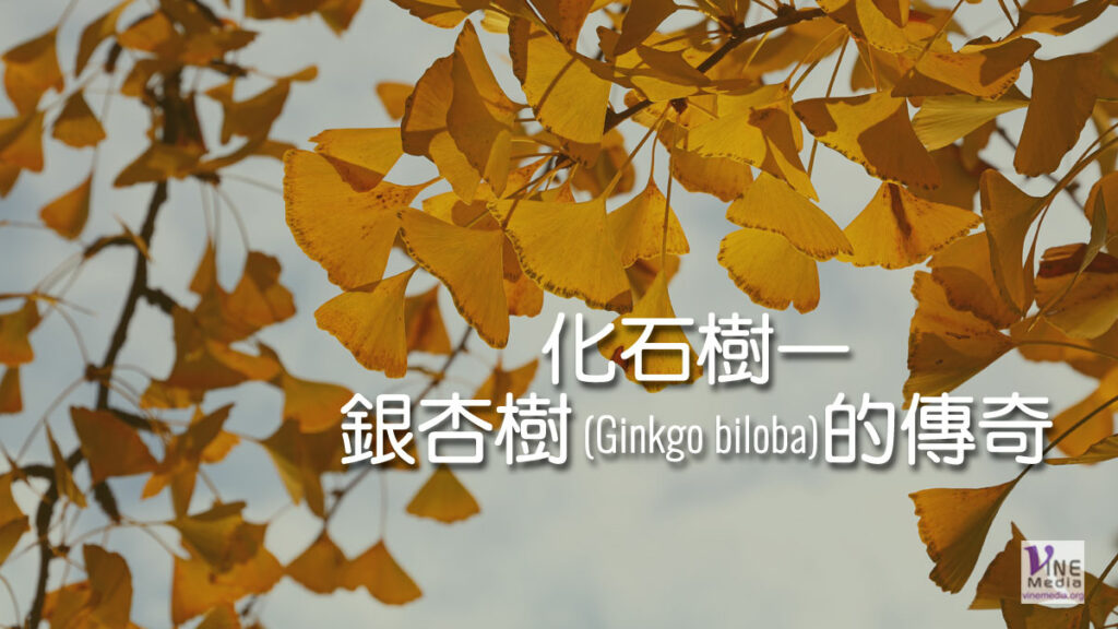 （奇妙的創造）化石樹—銀杏樹 (Ginkgo biloba)的傳奇