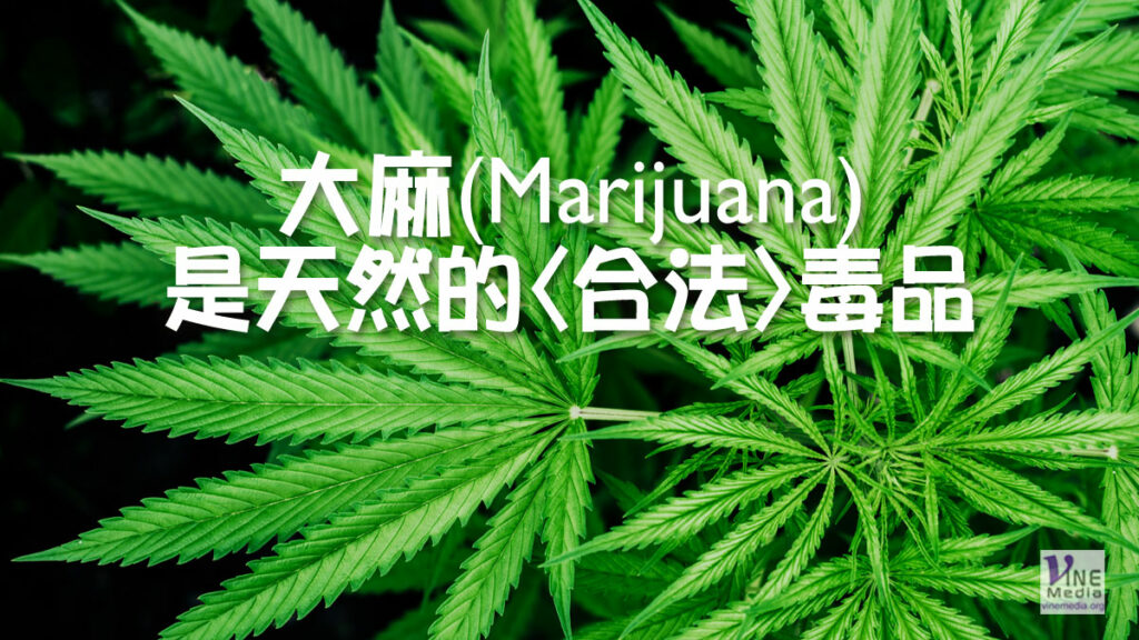 （奇妙的創造）大麻(Marijuana)是天然的<合法>毒品
