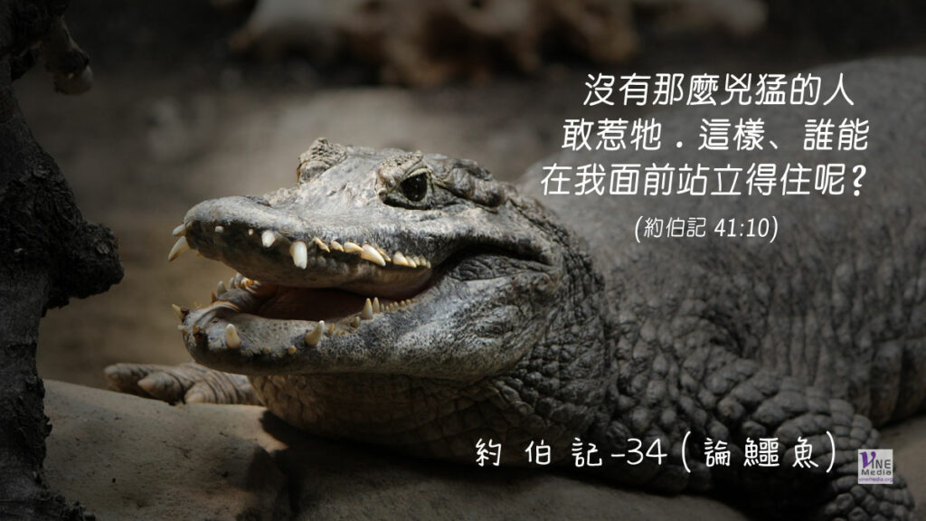 #237 八月二十四日──約伯記-34 (論鱷魚)-第41章
