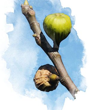 Lent-40-days-15-figs-fruit