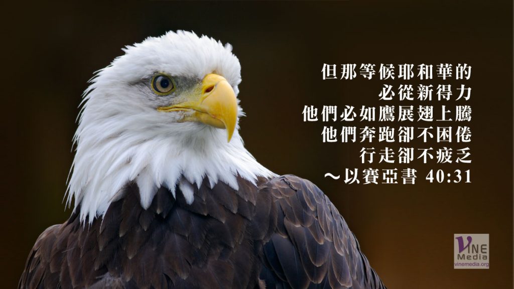 如鷹展翅上騰